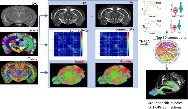 Flowchart for characterizing differences between mouse models based on connectivity